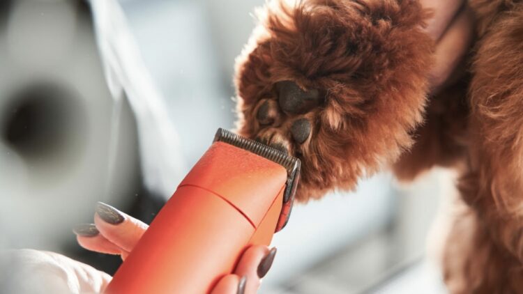 best animal clippers for dogs