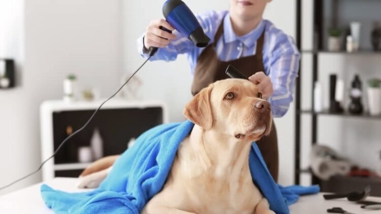 Dog Hair Dryer